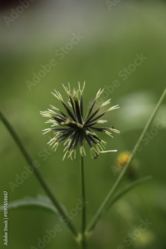 Selective focus close-up of wild plant head with blur background. Ketul (Ajeran) Indonesia photo