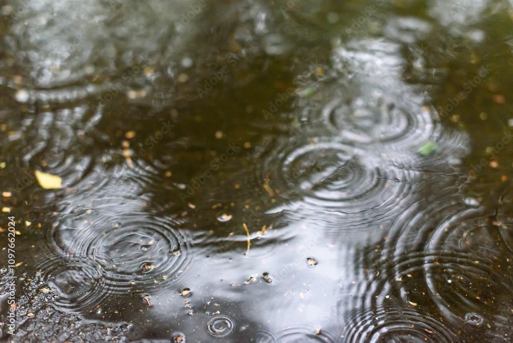 Selective focus photo. Raindrops in puddle. Selective focus photo. Raindrops in puddle.
