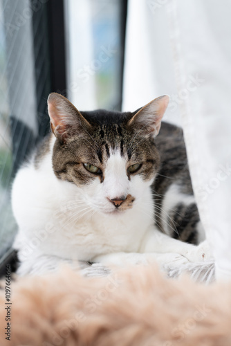 Wallpaper Mural 窓辺でくつろぐ可愛い猫　キジトラ白 Torontodigital.ca