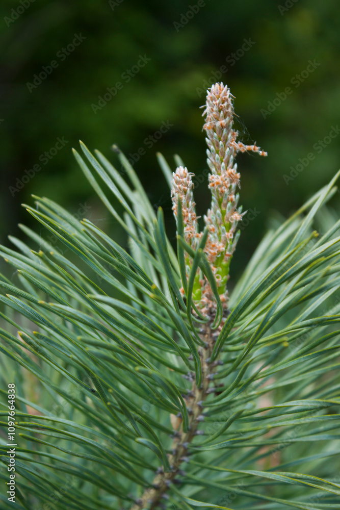 Sosna zwyczajna, sosna pospolita, Pinus sylvestris Sosna zwyczajna, sosna pospolita, Pinus sylvestris