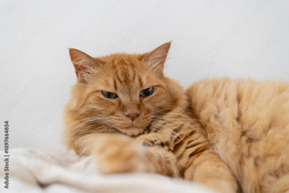 Obraz premium 室内でくつろぐ可愛い猫 茶トラ猫 