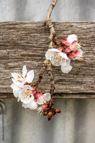 Blossoms and fence photo