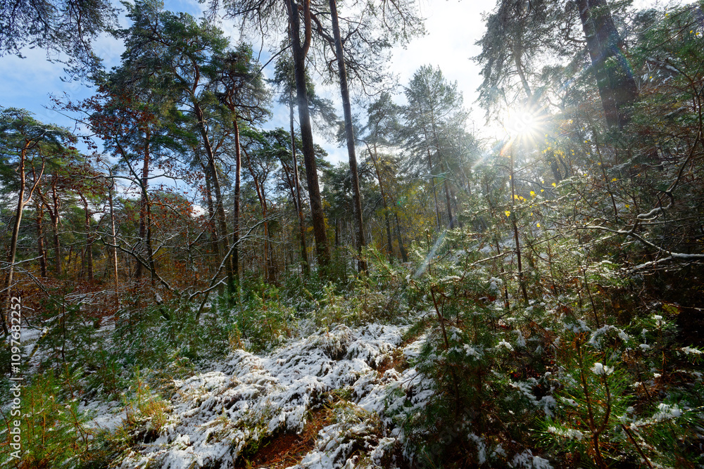 Fototapeta premium Snowy weather in the Apremont gorges