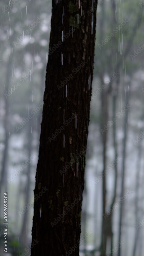 the atmosphere of pine trees when it rains, light knick-knacks in the pine forest the atmosphere of pine trees when it rains, light knick-knacks in the pine forest