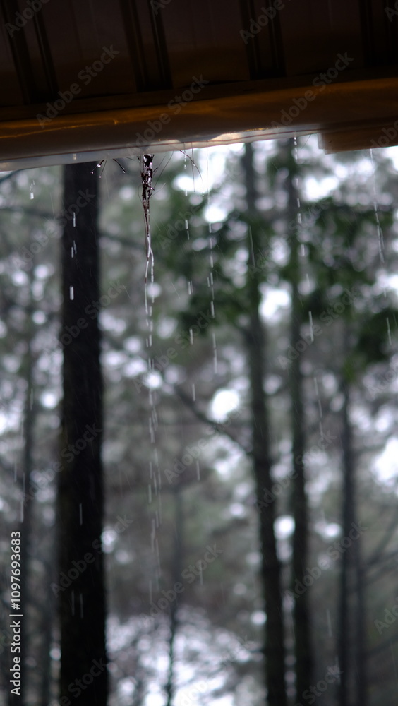 the atmosphere of pine trees when it rains, light knick-knacks in the pine forest the atmosphere of pine trees when it rains, light knick-knacks in the pine forest