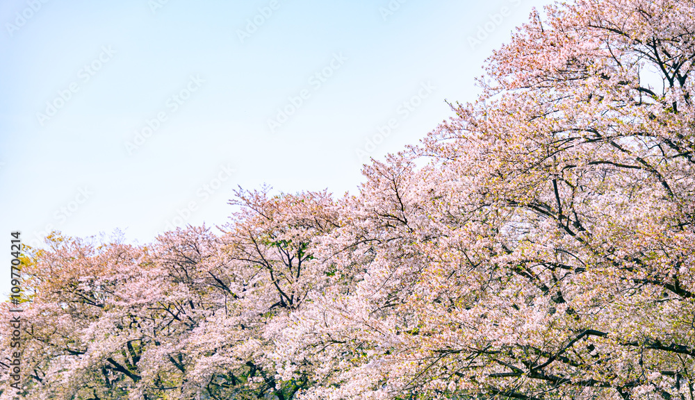 Naklejka premium 桜の木 