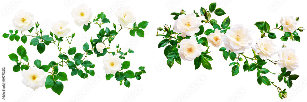 Fototapeta premium Set of white rose bushes with green leaves, isolated on a transparent background.