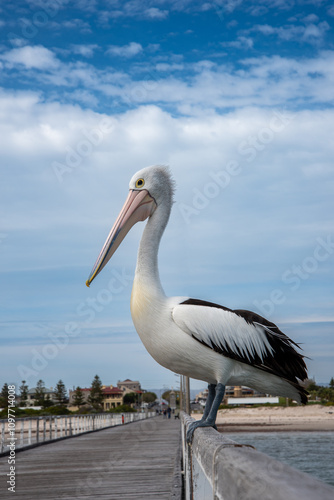 Pelican on jetty railing at Semaphore, Adelaide