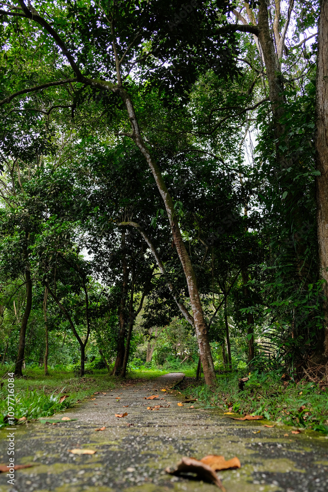 Footpath through the greenery in Pekanbaru city forest. Footpath through the greenery in Pekanbaru city forest.