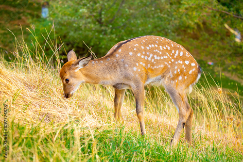 Beautiful sika deer in the autumn forest against the background of colorful foliage of trees. The deer looks to the sides and chews the grass. Fabulous forest autumn landscape with wild animals. photo