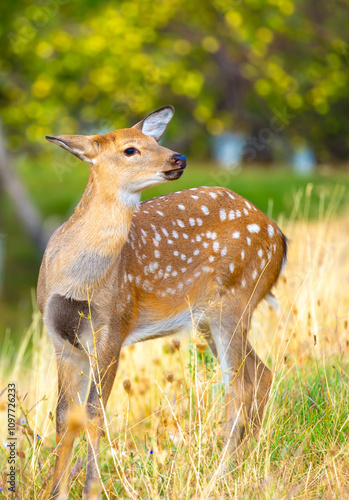 Beautiful sika deer in the autumn forest against the background of colorful foliage of trees. The deer looks to the sides and chews the grass. Fabulous forest autumn landscape with wild animals. photo