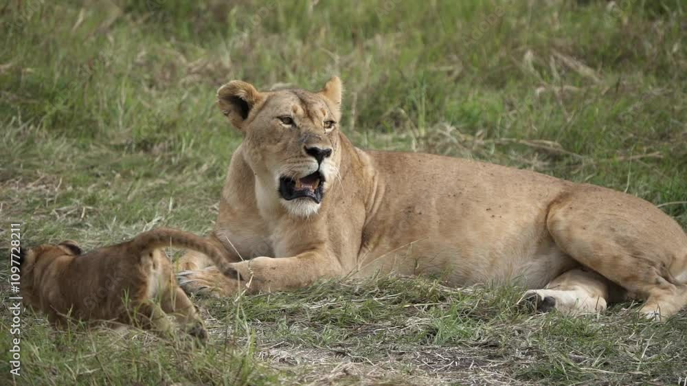 Slow motion shot of a lion cub running towards the mother lioness in Masai mara Kenya Slow motion shot of a lion cub running towards the mother lioness in Masai mara Kenya