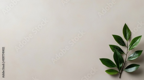 A leaf is on a white background