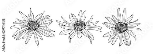 Set of Arnika flowers line art drawings. Editable line. Black and white monochrome art. Modern ink style sketch. Vector illustrations.