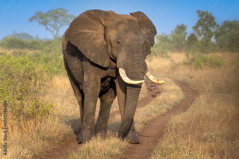 Fototapeta premium éléphant sur un chemin de terre du parc Kruger en Afrique du Sud