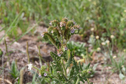 detail of wild Phacelia tanacetifolia flower in the mountains photo