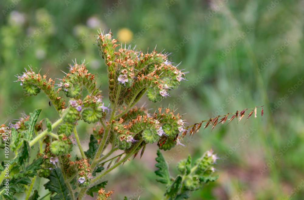 detail of wild Phacelia tanacetifolia flower in the mountains detail of wild Phacelia tanacetifolia flower in the mountains