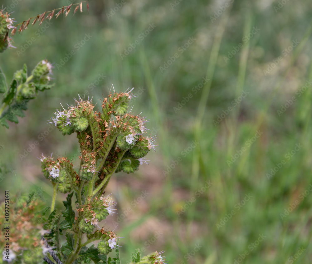 Fototapeta premium detail of wild Phacelia tanacetifolia flower in the mountains