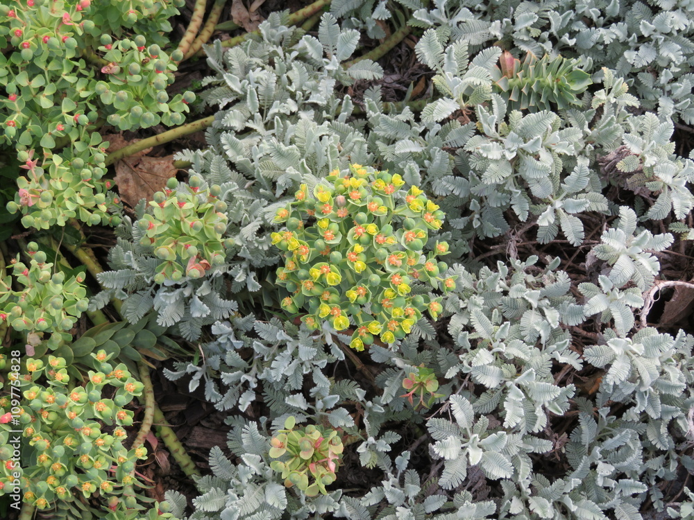 flowers natural plants green landscapes beautiful spring different colors flowers natural plants green landscapes beautiful spring different colors