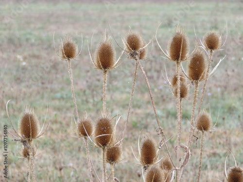 Beautiful dry thistle with spiked spines self-defense