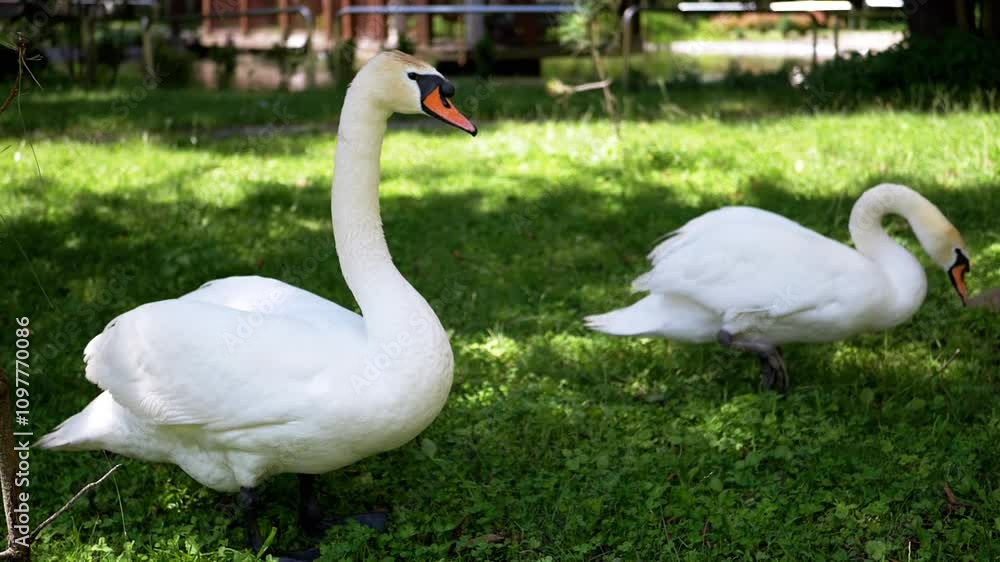 Two adult swans and a cygnet enjoy a sunny day in the park. The adults forage on the grass, while the cygnet explores nearby. Two adult swans and a cygnet enjoy a sunny day in the park. The adults forage on the grass, while the cygnet explores nearby.