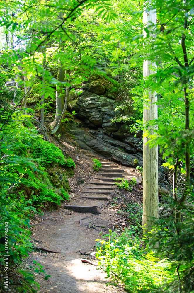 Naklejka premium footpath in the forest