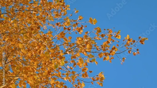 HD video, yellow leaves on the background of the blue sky are swaying in the wind	