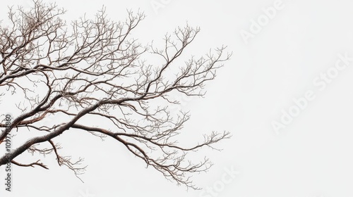 A bare tree branch with intricate patterns against a pale gray sky, evoking a serene and calm atmosphere.