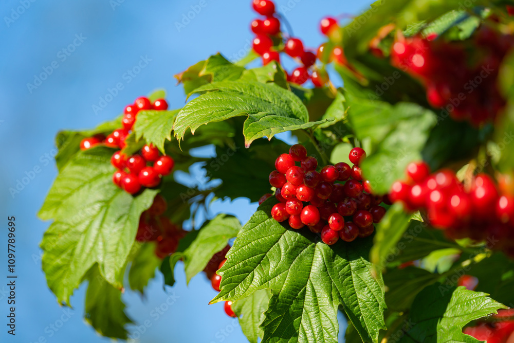 Ripe red viburnum berries, bunches on branches with leaves in natural conditions Ripe red viburnum berries, bunches on branches with leaves in natural conditions