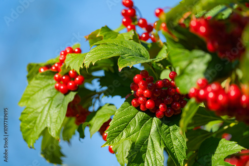 Ripe red viburnum berries, bunches on branches with leaves in natural conditions