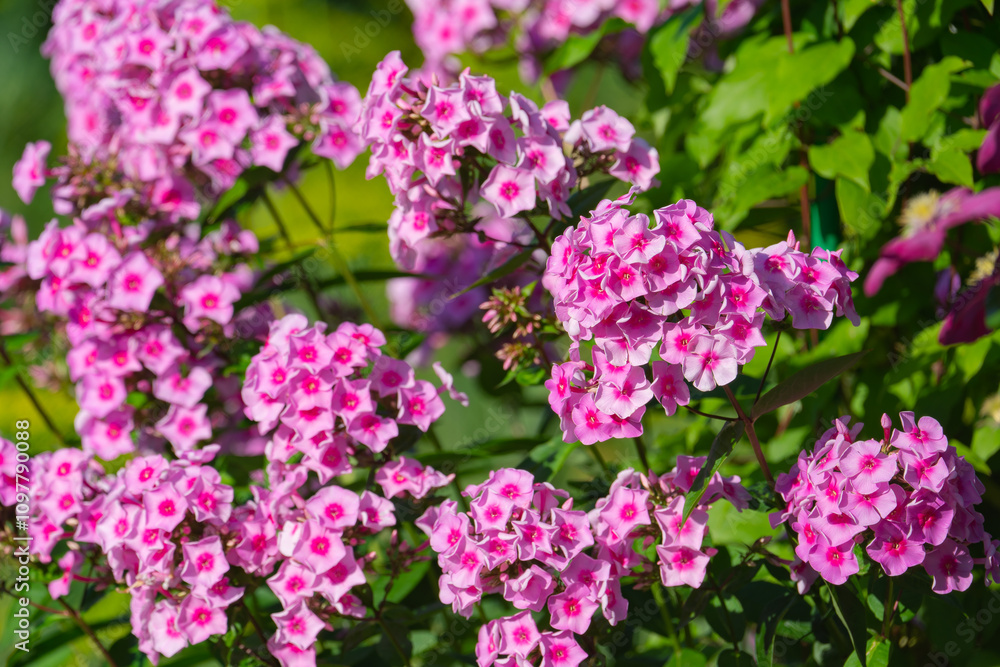 blooming pink phlox on a flower bed in the garden blooming pink phlox on a flower bed in the garden