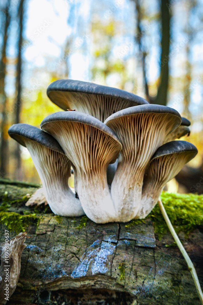 Fototapeta premium Boczniak ostrygowaty Pleurotus ostreatus