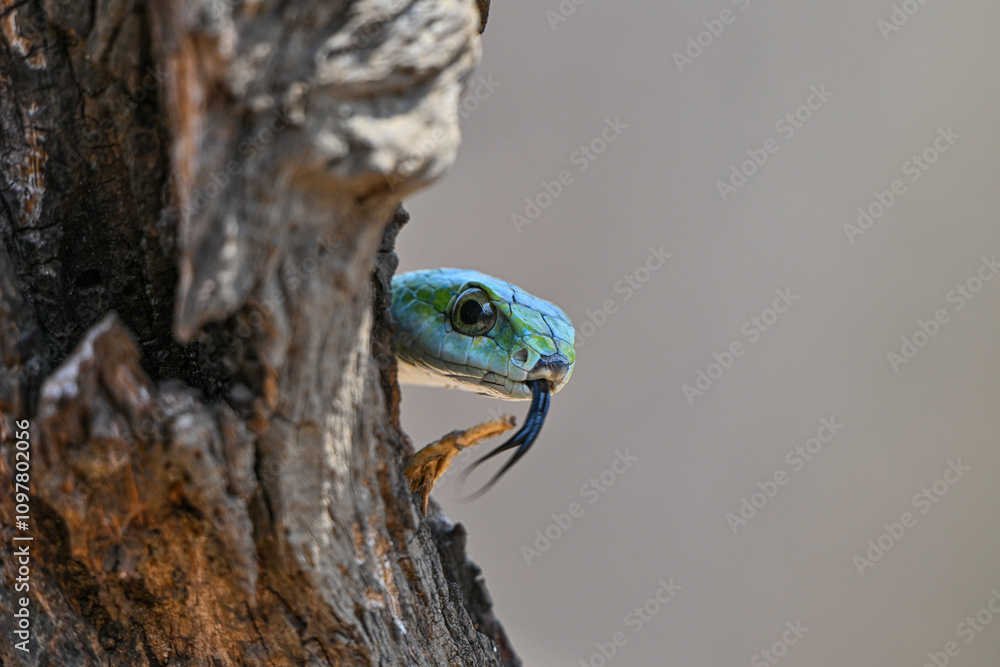 Naklejka premium Boomslang auf einem Baum