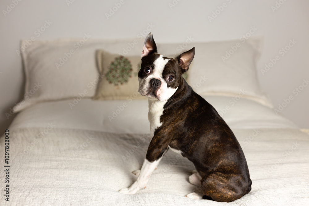 Full length horizontal view of beautiful Boston Terrier with seal and white coat sitting on bed staring with worried expression Full length horizontal view of beautiful Boston Terrier with seal and white coat sitting on bed staring with worried expression
