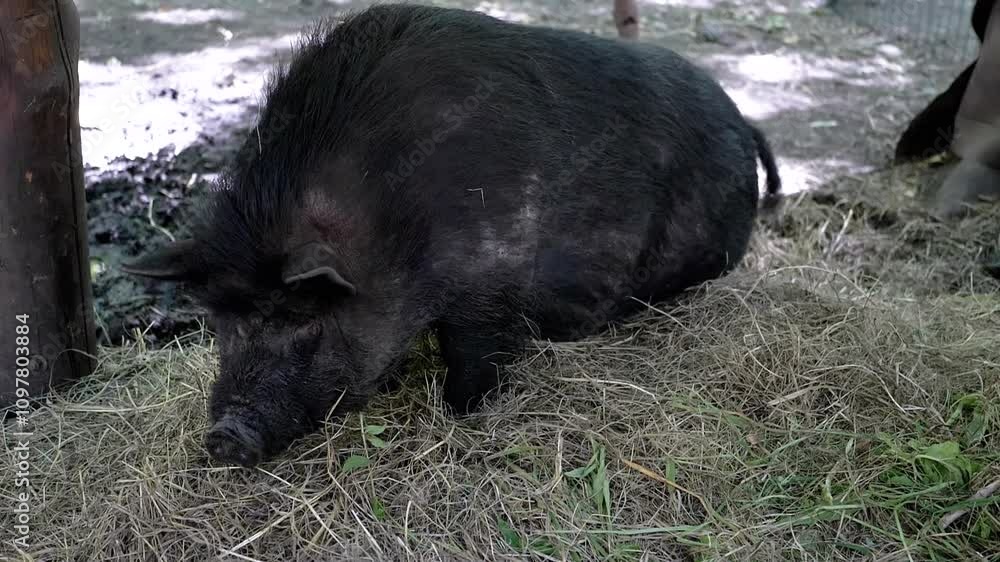 A black Vietnamese pot-bellied pig enjoys a meal of hay in its enclosure, a charming scene of farm life. This video evokes feelings of rural tranquility and connection with nature. A black Vietnamese pot-bellied pig enjoys a meal of hay in its enclosure, a charming scene of farm life. This video evokes feelings of rural tranquility and connection with nature.