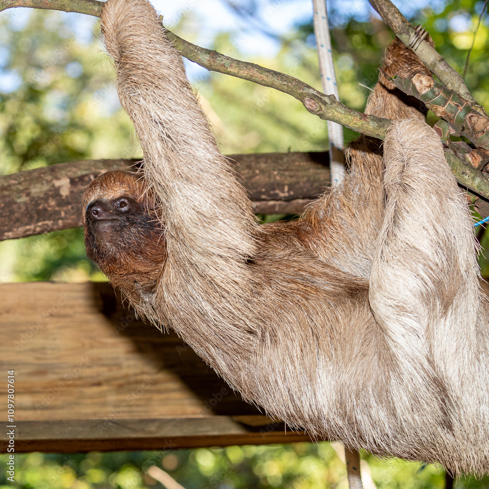 Fototapeta premium Honduras, Roatán, Hoffmann's two-toed Sloth (Choloepus hoffmanni) - Bradypus didactylus