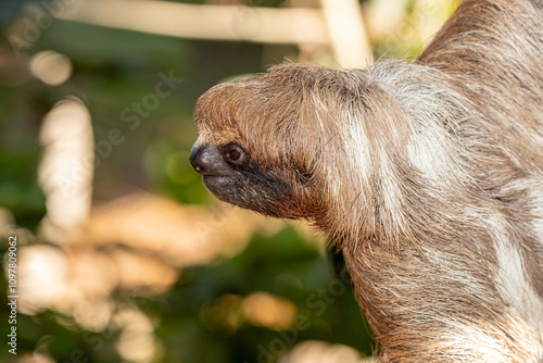 Honduras, Roatán, Hoffmann's two-toed Sloth (Choloepus hoffmanni) - Bradypus didactylus photo