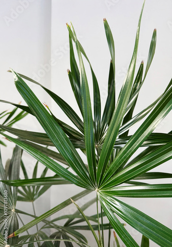 Tropical leaves background of Rhapis excelsa or Lady palm tree in the garden photo