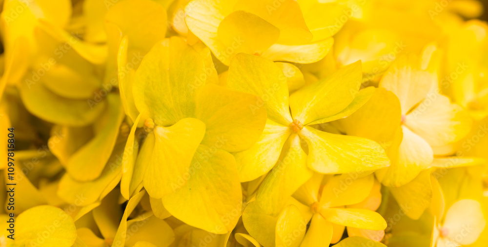 Yellow flowers close-up. Bouquet of colorful flowers. City flower beds, a beautiful and well-kept garden with flowering shrubs. Yellow flowers close-up. Bouquet of colorful flowers. City flower beds, a beautiful and well-kept garden with flowering shrubs.