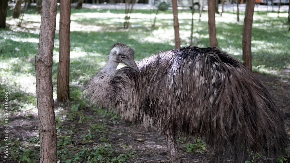 An emu stands among trees, looking directly at the camera. The setting evokes a sense of curiosity and connection with wildlife. It can be used to highlight animals in captivity or wildlife An emu stands among trees, looking directly at the camera. The setting evokes a sense of curiosity and connection with wildlife. It can be used to highlight animals in captivity or wildlife