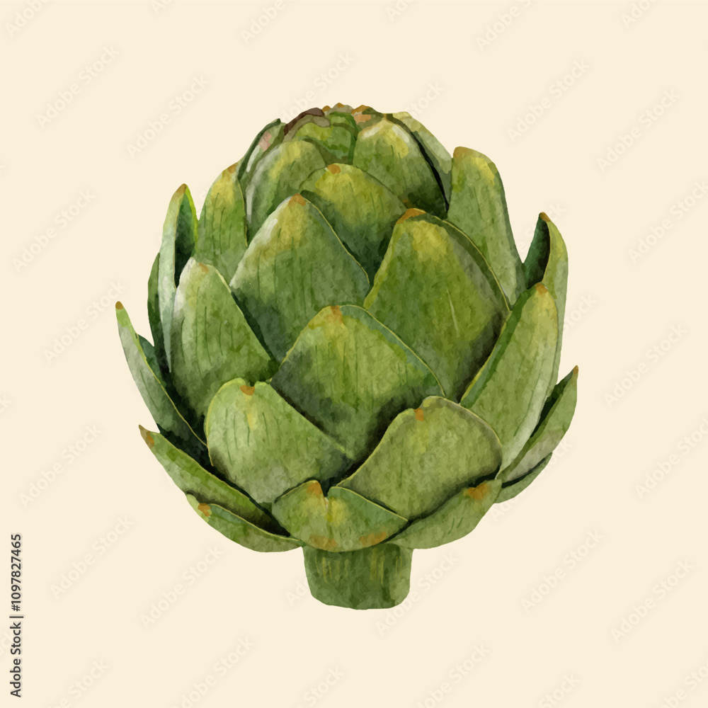 Fototapeta premium Hand drawn Artichoke, watercolor style.
