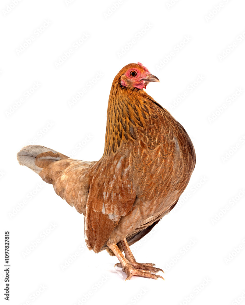 Fototapeta premium picave in studio