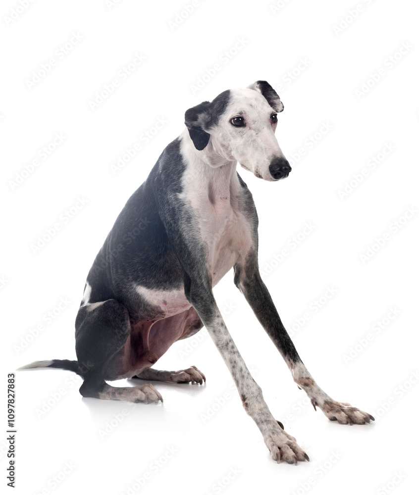 Obraz premium Galgo Espanol in studio