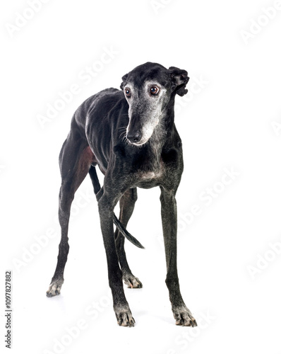 Galgo Espanol in studio photo