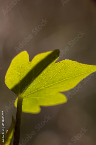 Hoja de árbol con sombra photo