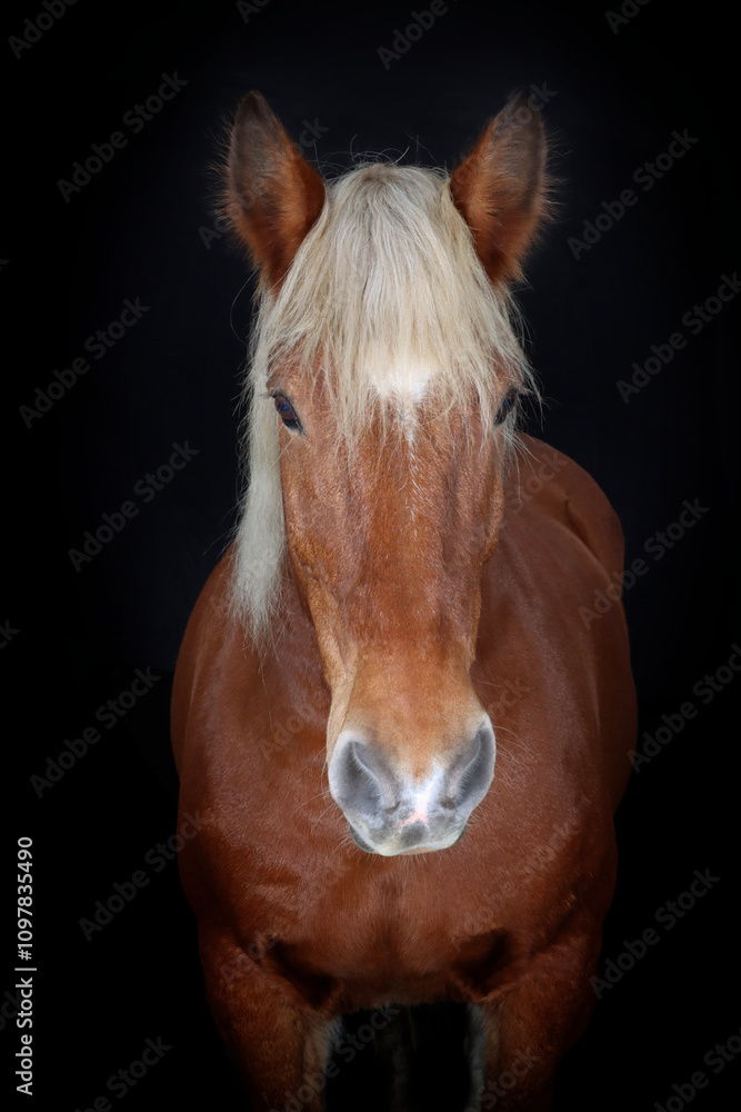 Front-facing portrait of a Comtois draft horse against a black background Front-facing portrait of a Comtois draft horse against a black background