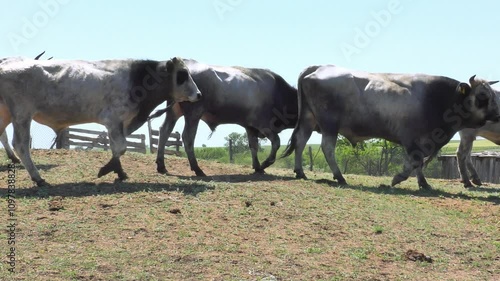 The camera follows a group of farm animals Ukrainian grey cattle. photo