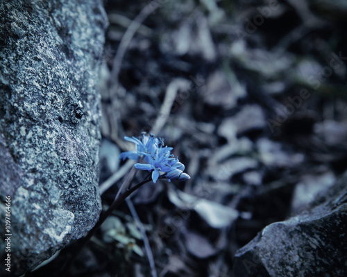 Blue little flower in the stones