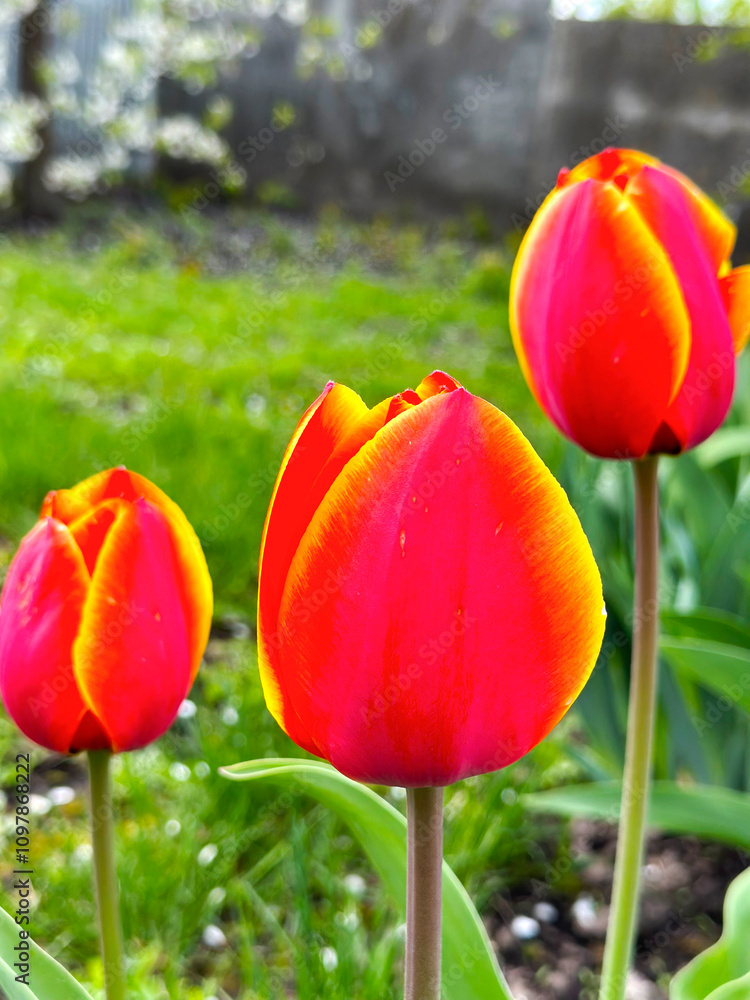 Fototapeta premium red and yellow tulip