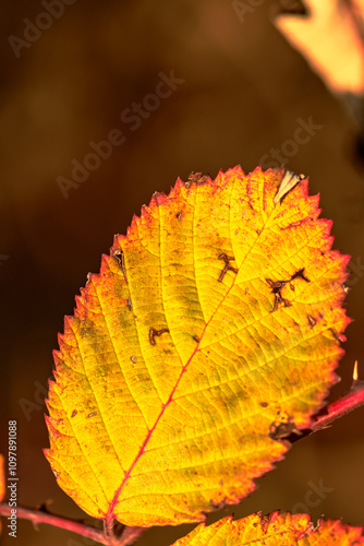 Blatt im Herbst